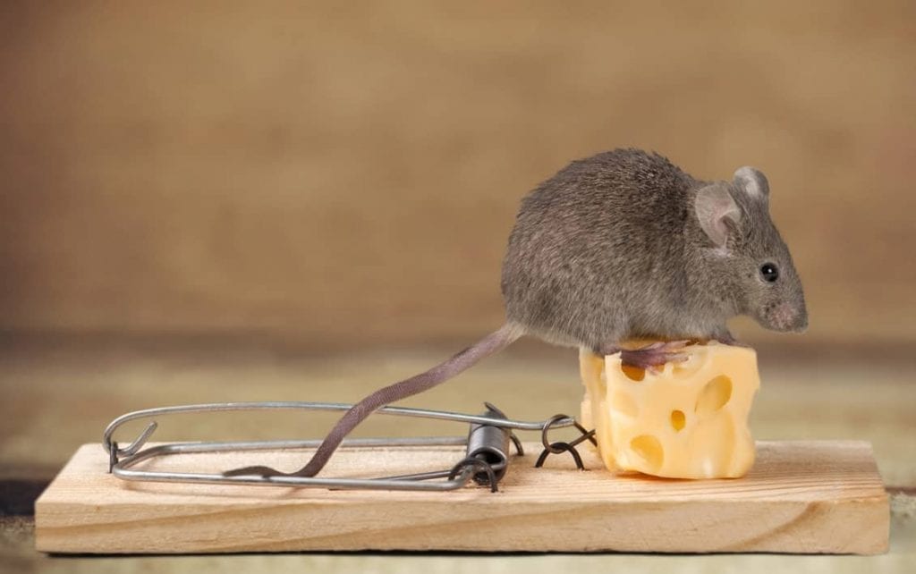 get-rid-of-mice