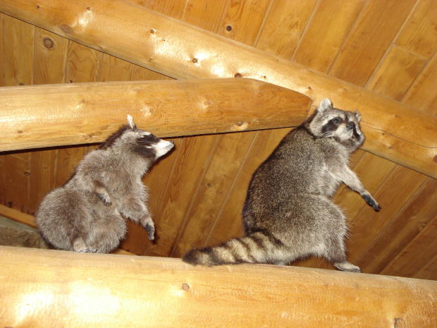 raccoons-in-attic