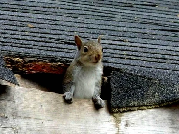squirrels in attic